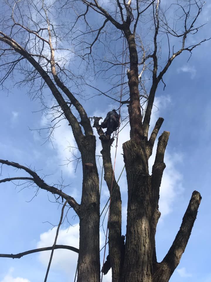 A person trimming a tall tree against a blue sky, using ropes for safety.