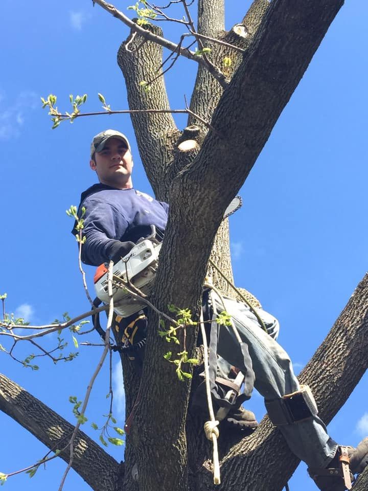 Arborist in tree, holding chainsaw, against blue sky.