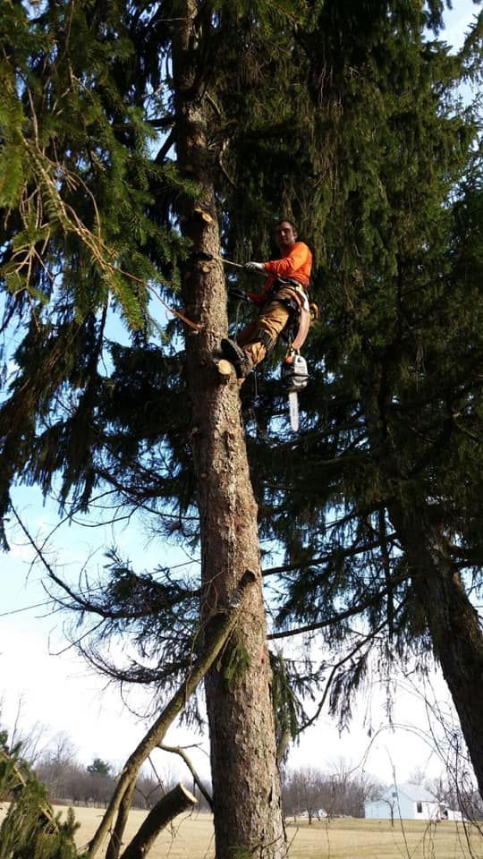Arborist in orange shirt using chainsaw to trim a tall evergreen tree on a sunny day.