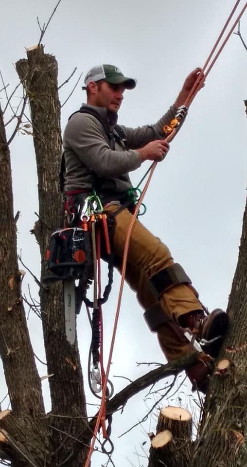 Arborist in safety gear, aloft in a tree, working with ropes and tools, cloudy sky.