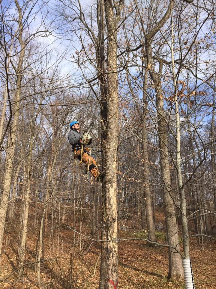 Person in tree, using gear. Brown dog near person. Trees in background, outdoors.