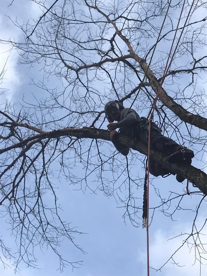 Arborist trimming tree branches, secured with ropes, against a cloudy sky.