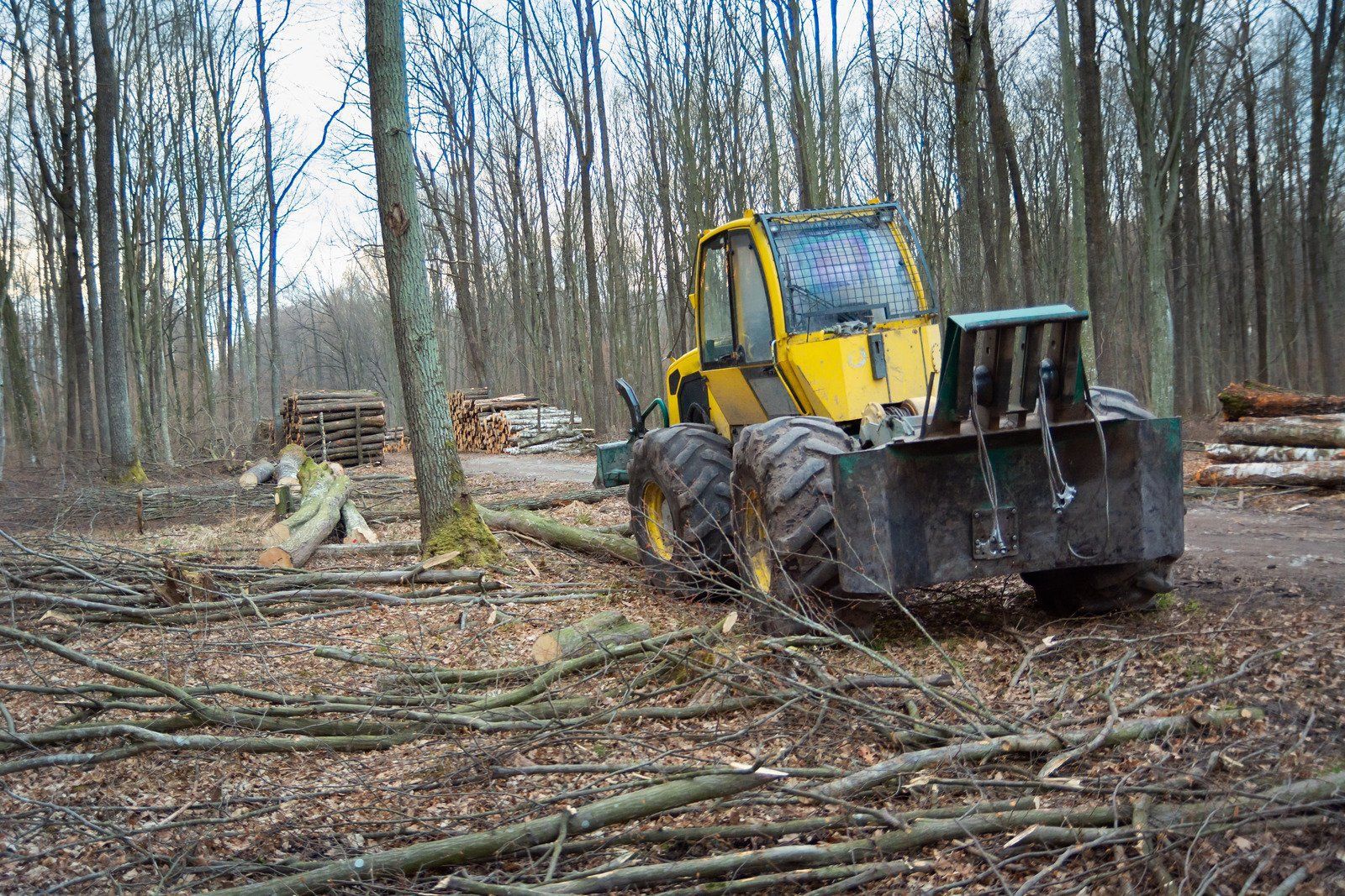 Logs piled in a forest clearing after logging; smoke rises in the background.