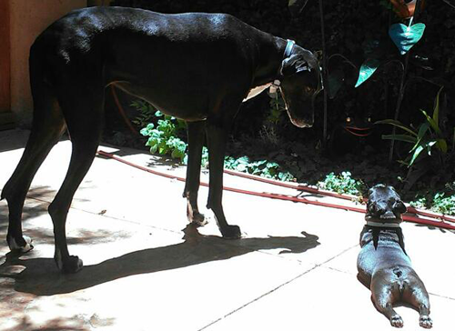 A Very Big Black Dog — Albuquerque, NM — McDonald Electric