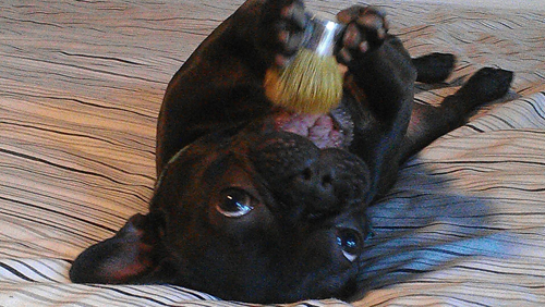 A Cute Puppy Playing — Albuquerque, NM — McDonald Electric