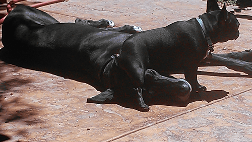 Two Black Dogs — Albuquerque, NM — McDonald Electric