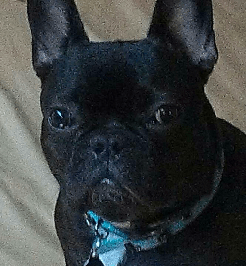 A Dog with a Light Blue Collar — Albuquerque, NM — McDonald Electric