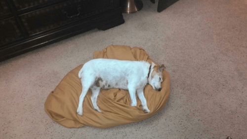 A White Dog Sleeping — Albuquerque, NM — McDonald Electric