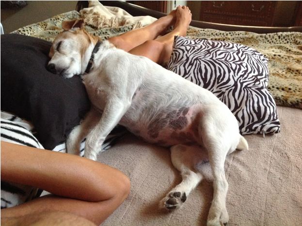 Dog Sleeping on Man's Lap — Albuquerque, NM — McDonald Electric