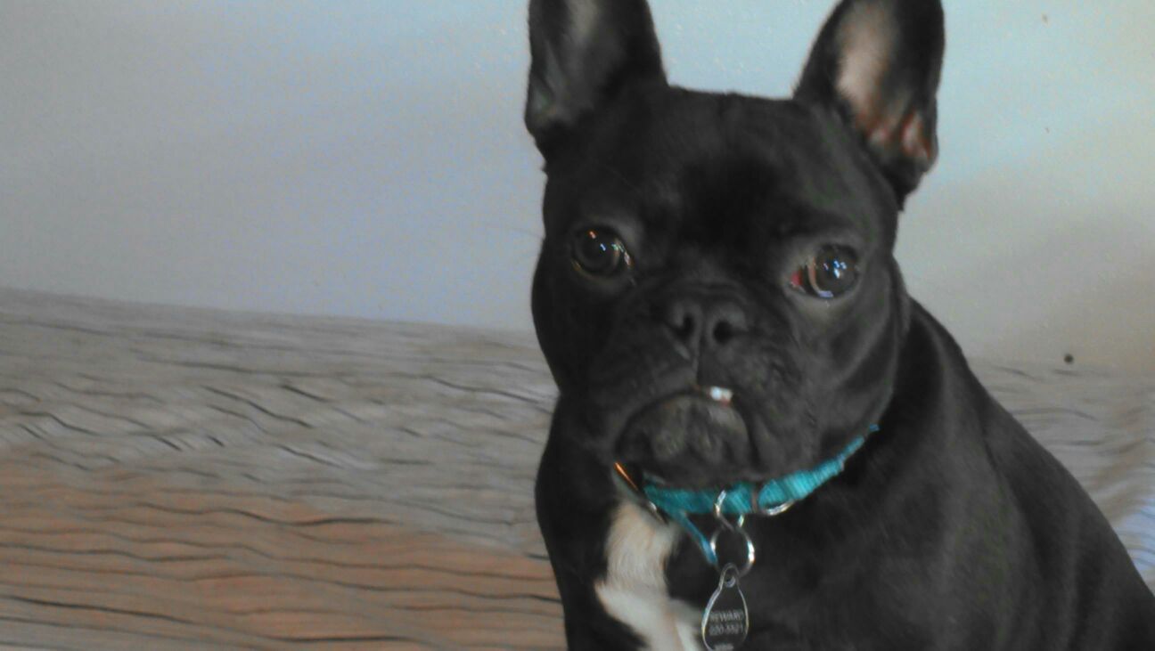 Cute Puppy — Albuquerque, NM — McDonald Electric