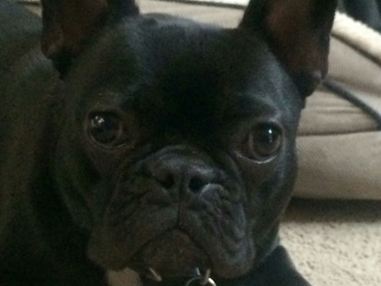 A Dog Pet — Albuquerque, NM — McDonald Electric