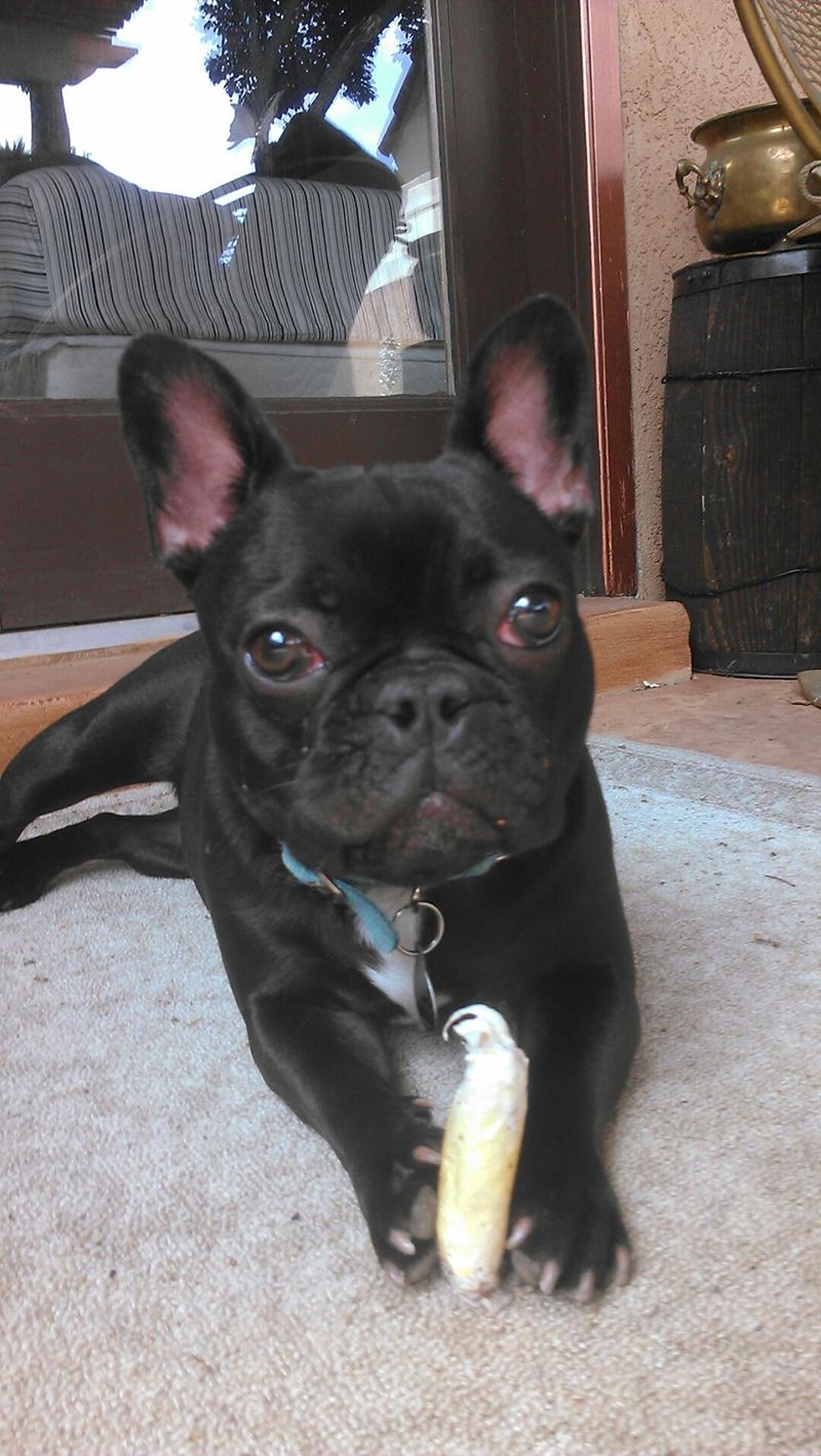 Cute Black Dog — Albuquerque, NM — McDonald Electric