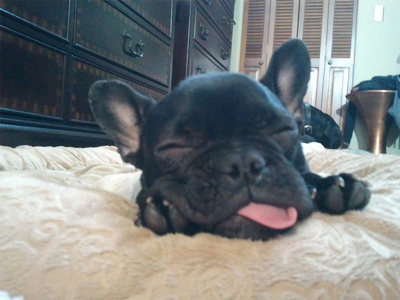 Sleeping Black Dog — Albuquerque, NM — McDonald Electric