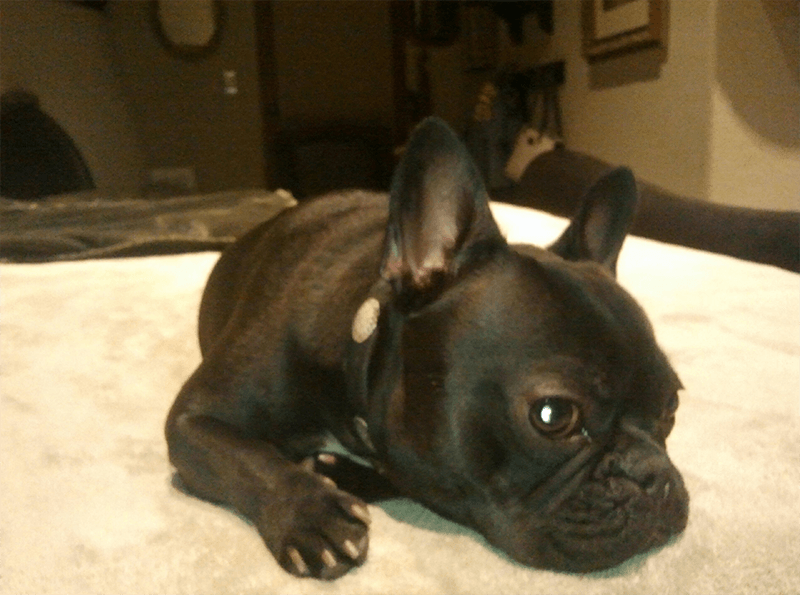 A Black Dog — Albuquerque, NM — McDonald Electric