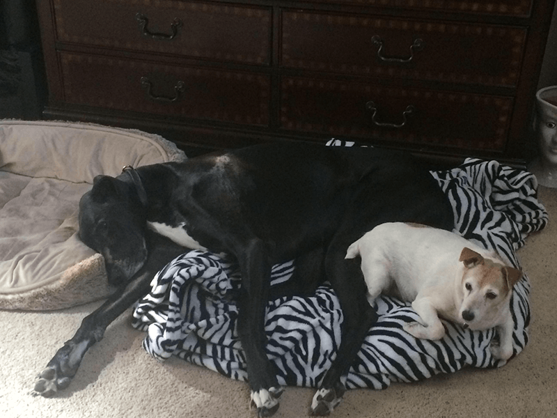 Two Lovely Dogs — Albuquerque, NM — McDonald Electric