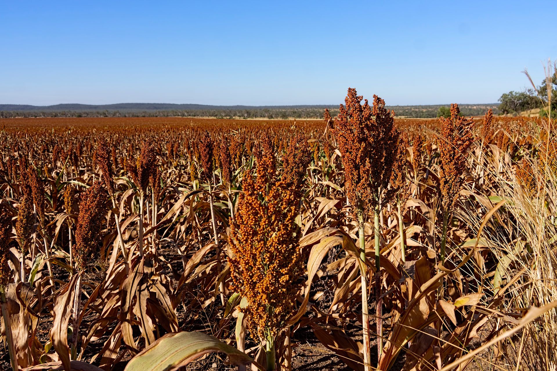 Field Of Sorghum Plants With Brown Seed— Hybrid Power Australia in Clermont, QLD