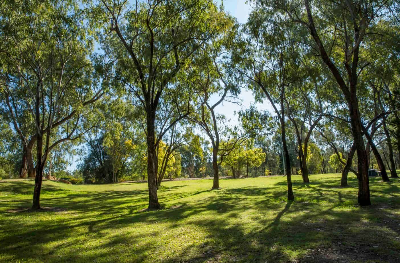 A Lush Green Park Filled With Trees And Grass On A Sunny Day — Hybrid Power Australia In Emerald, QLD