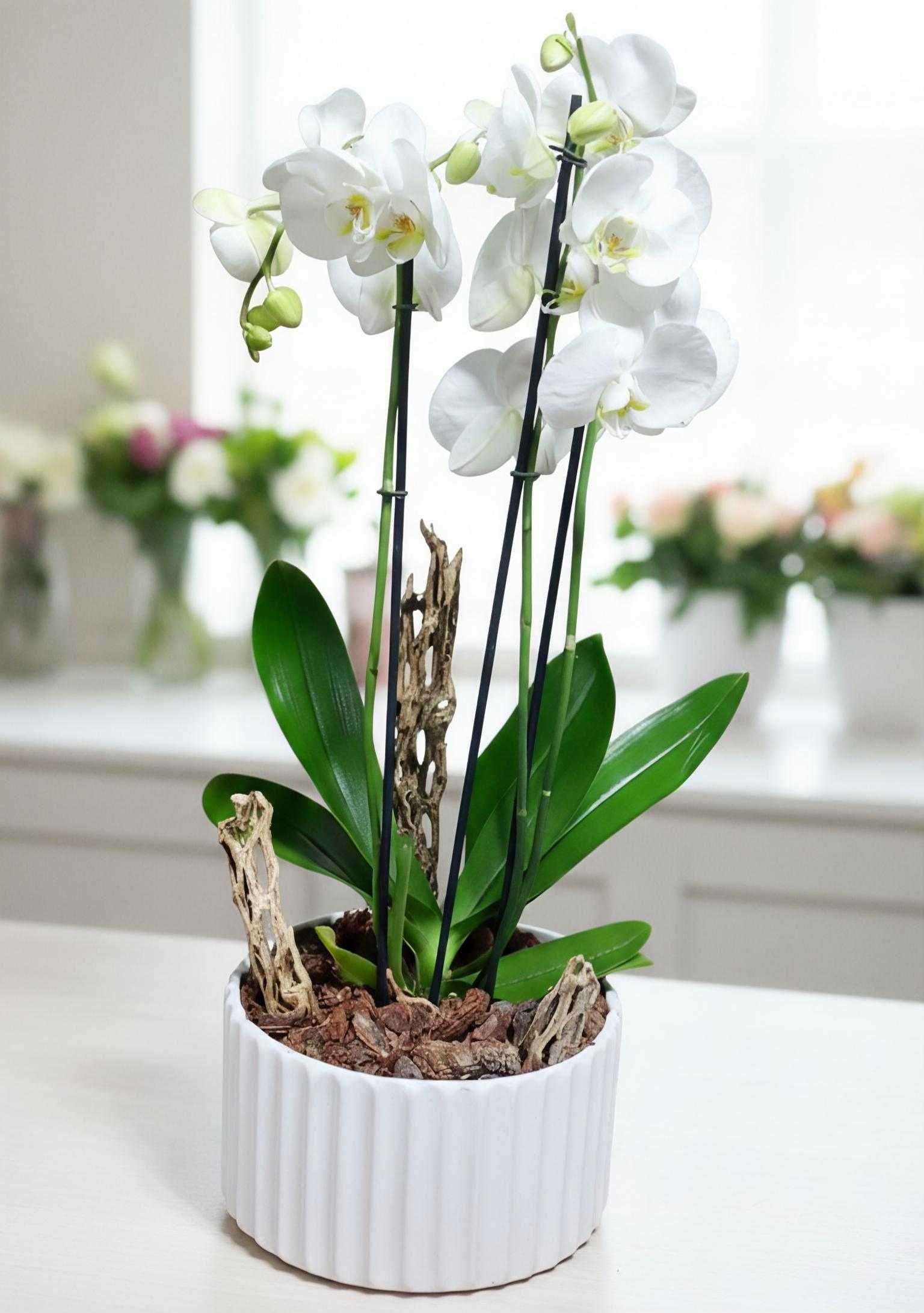 Floreria gigi- orquideas