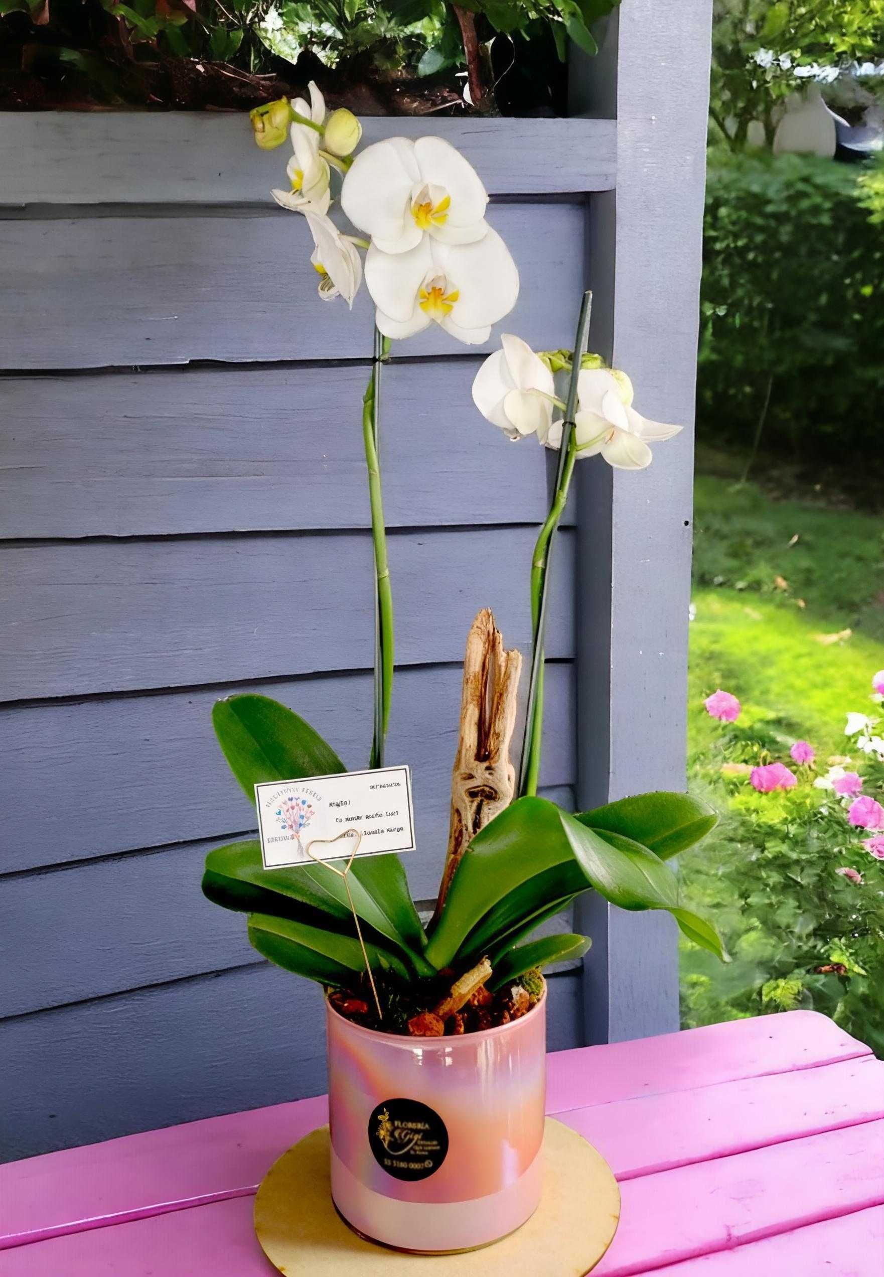 Floreria gigi- orquideas