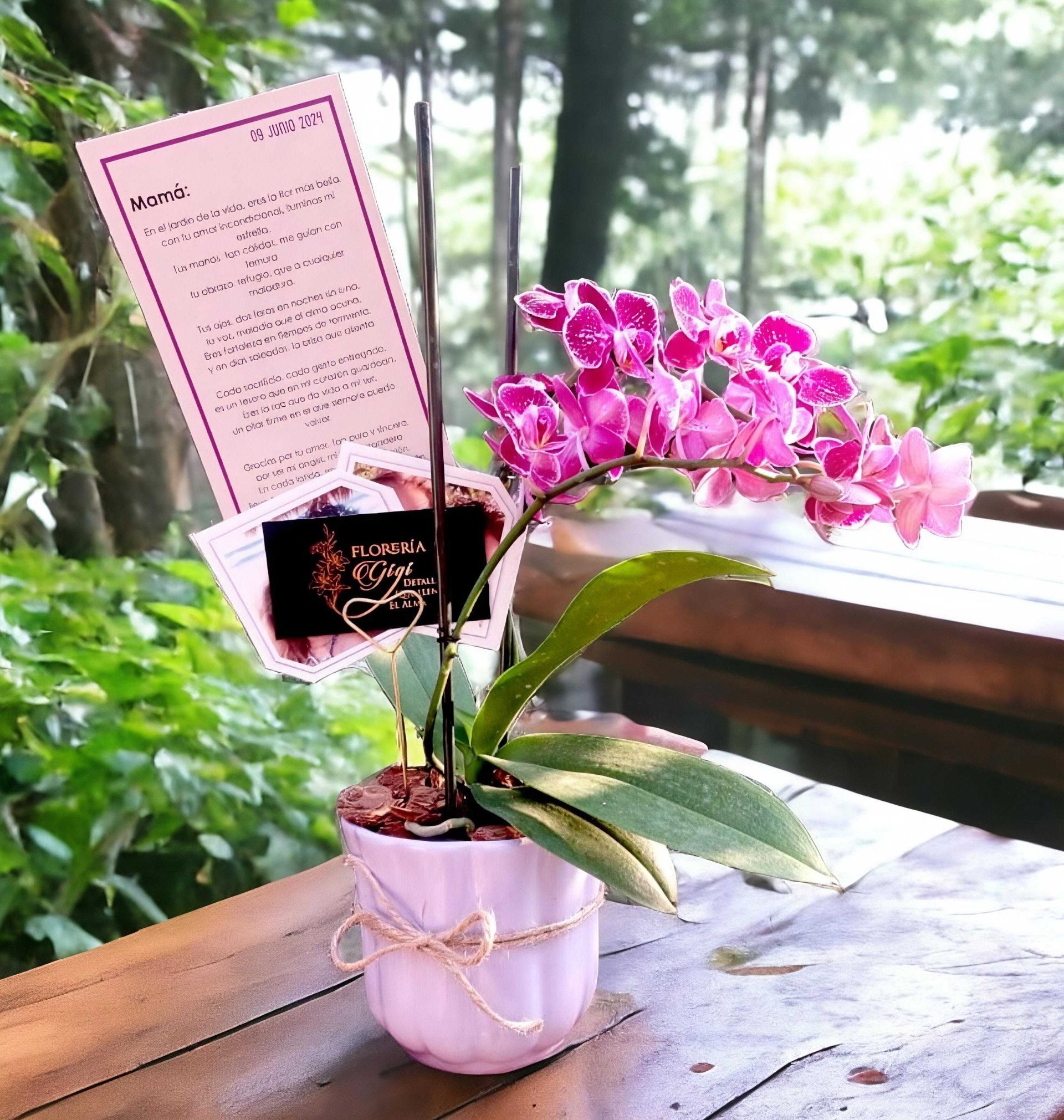 Floreria gigi- orquideas