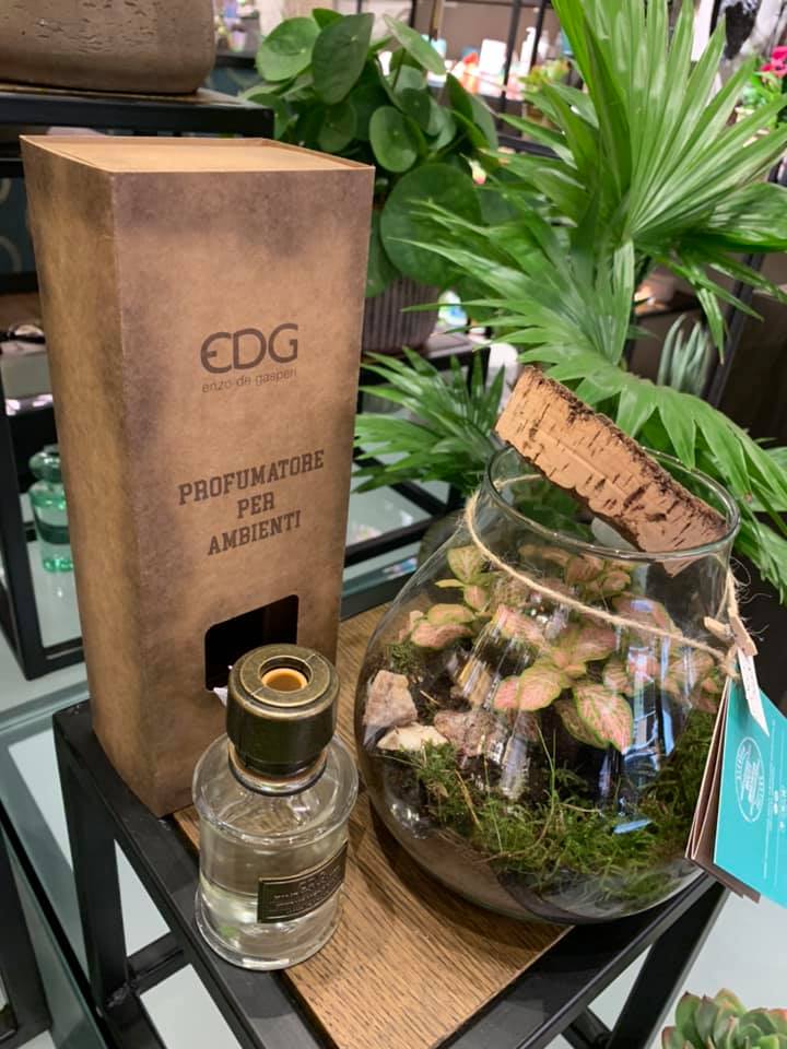 piante per decorare casa