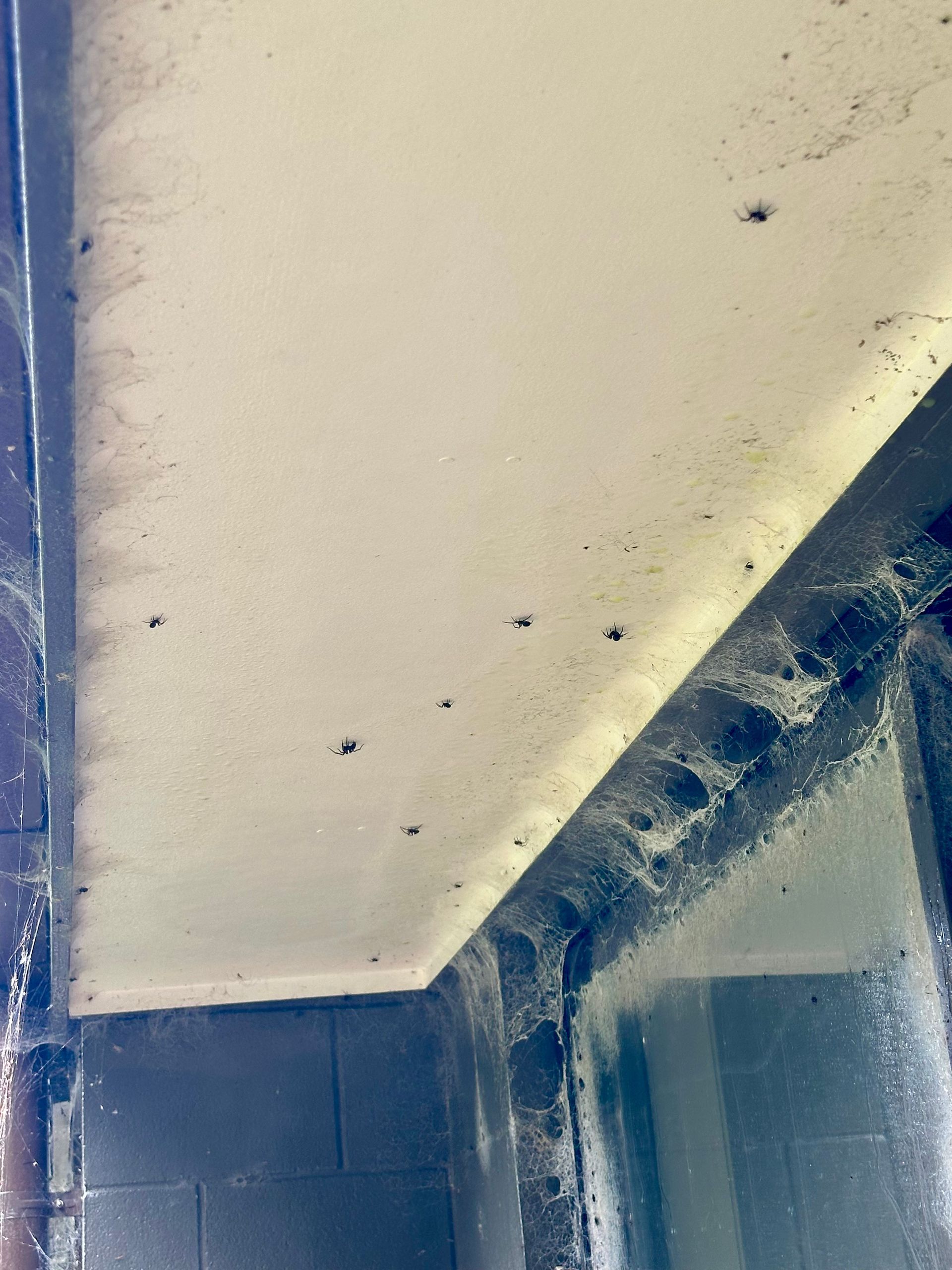 spiders taking over warkworth matakana rodney