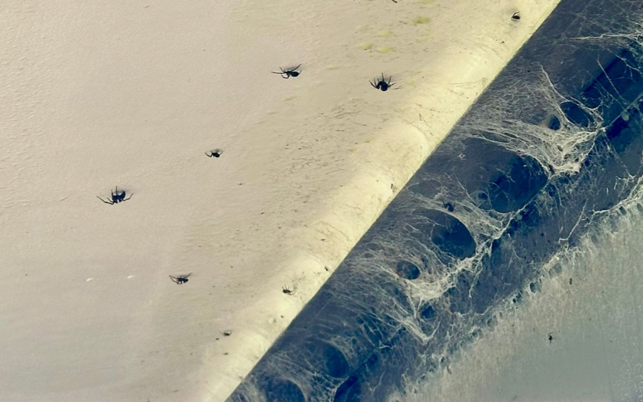 Exterior spider treatment for homes in Warkworth removing webbing from soffits and eaves