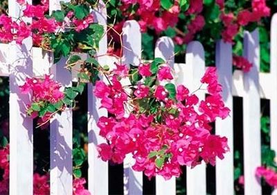 Wood Fences with flowers — Garden in Denton, TX