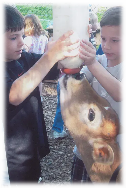 Two young boys feeding a cow from a bottle.