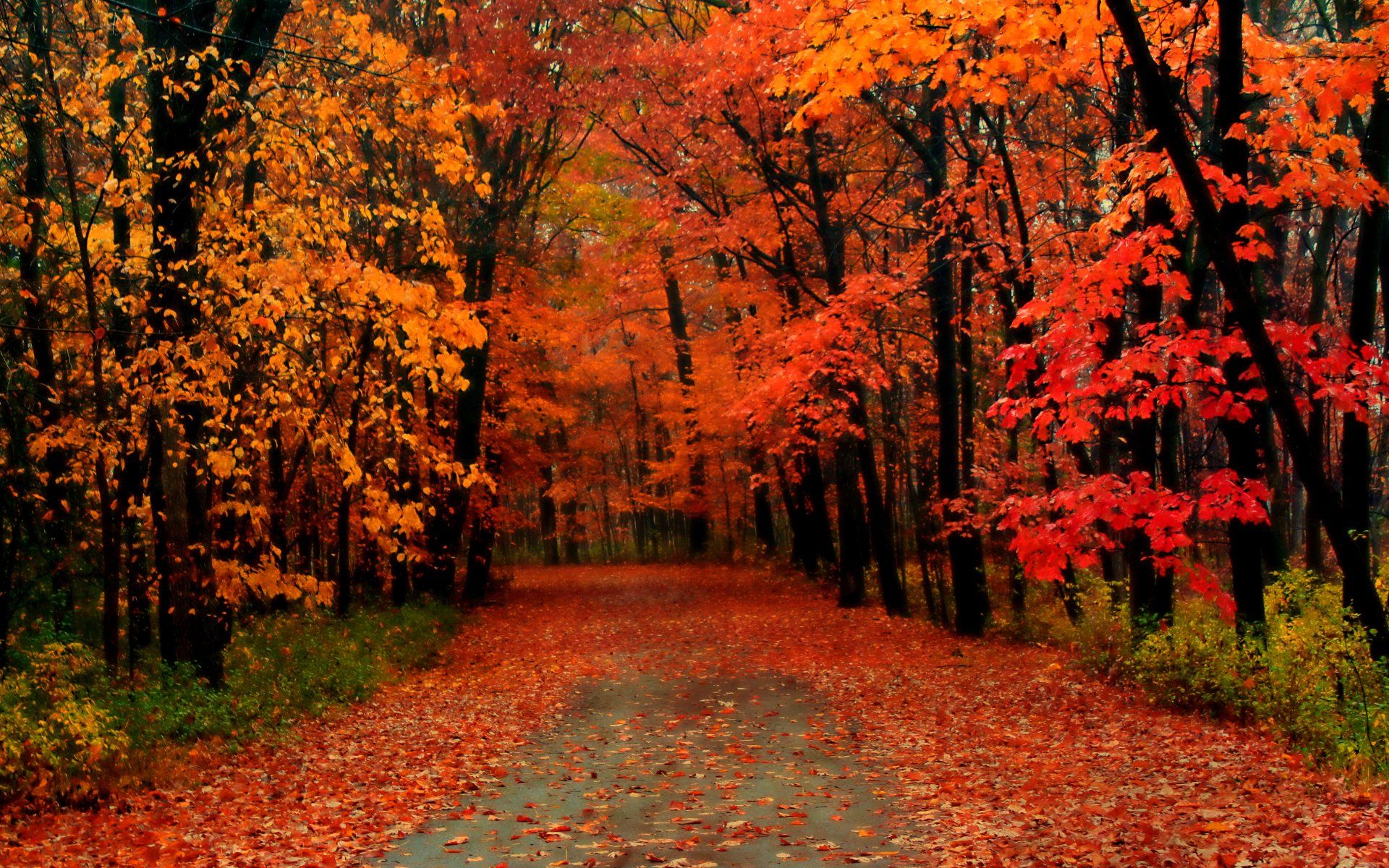 Road with Autumn Leaves — Orono, MN — Local  Motion