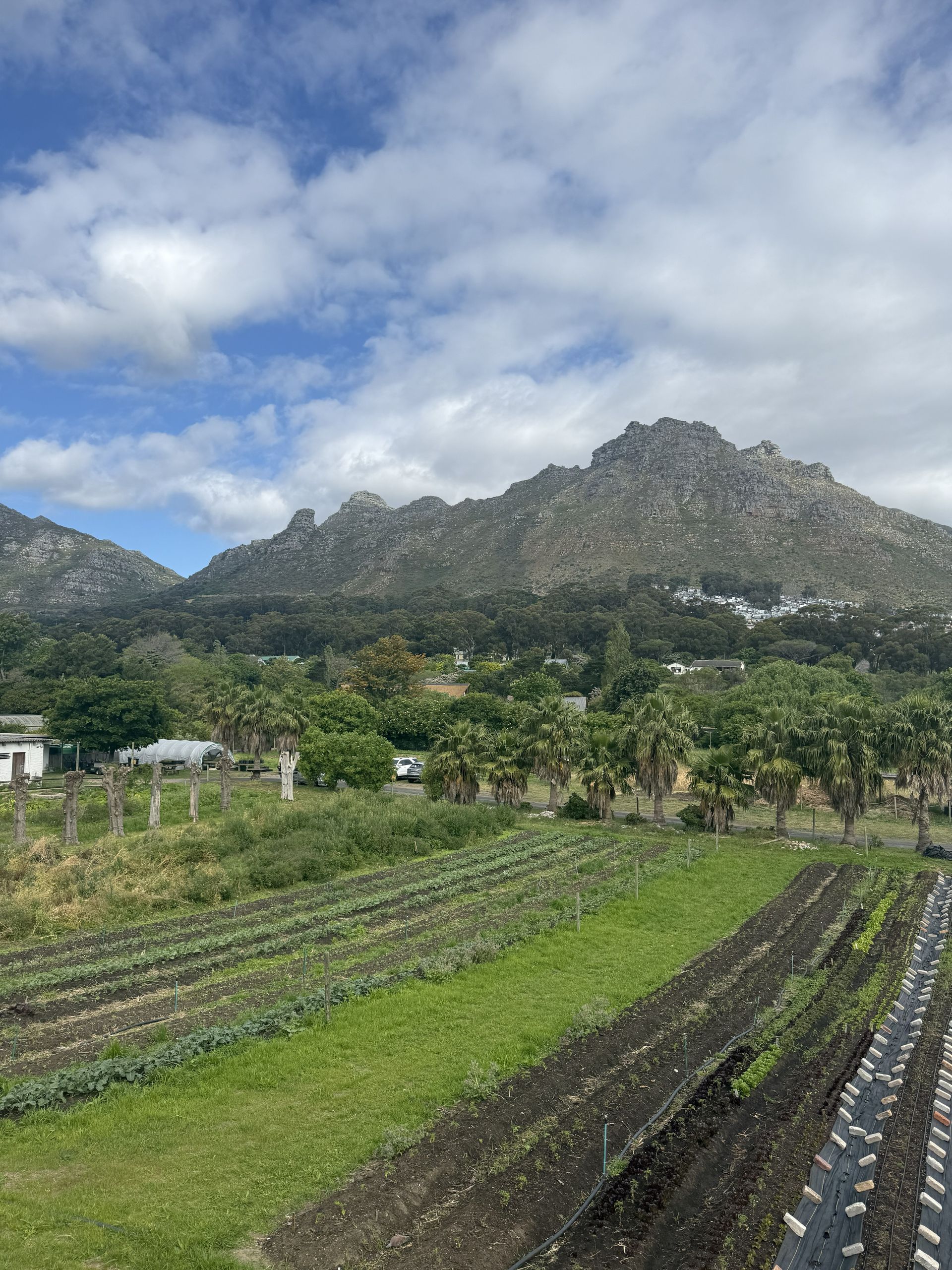 Farm rows with green plants and a rocky mountain under a cloudy sky.