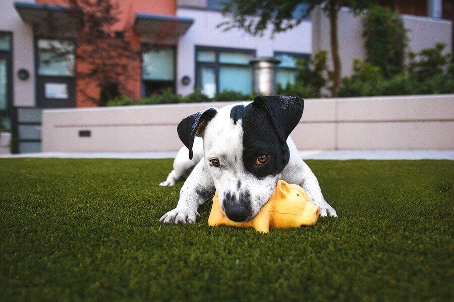 black and white dog chewing on a toy