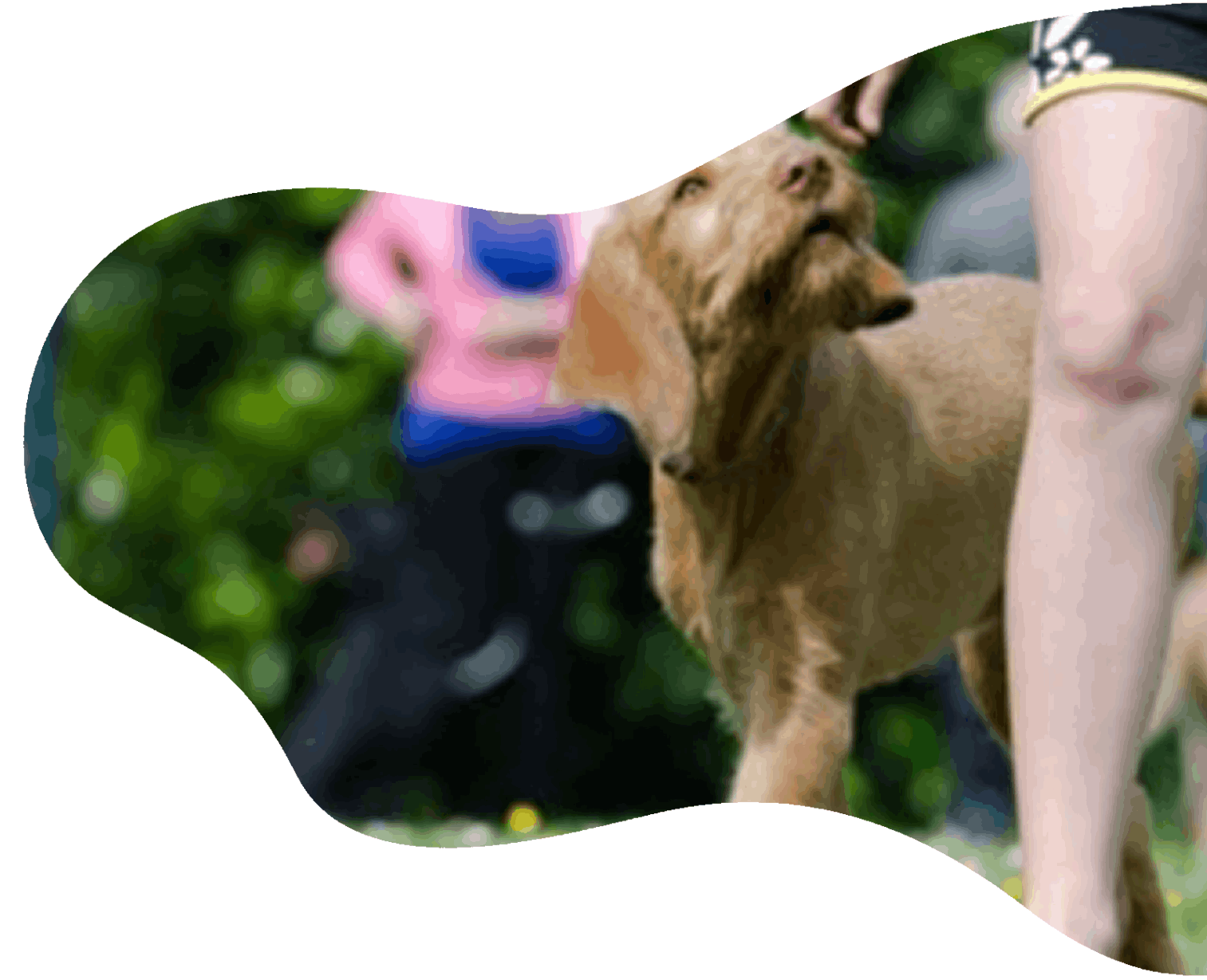 dog learning to walk nicely