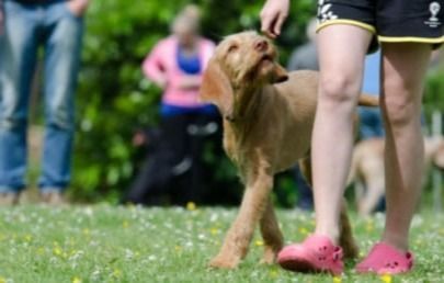 brown dog learning to heel