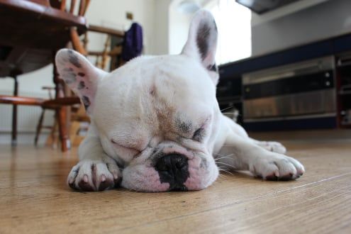 white dog sleeping