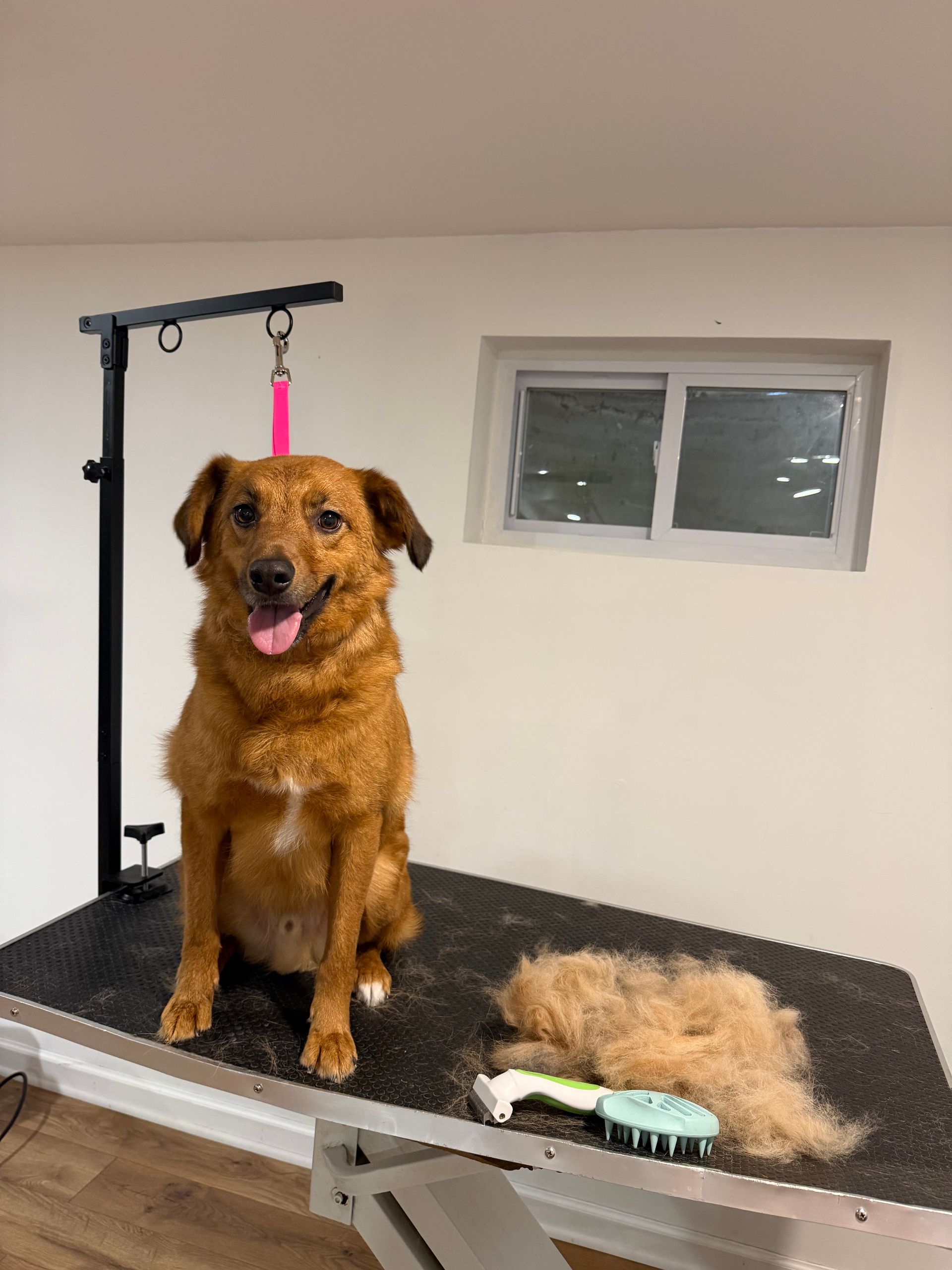 A happy golden-brown dog sits on a grooming table next to a pile of loose fur and a grooming brush.