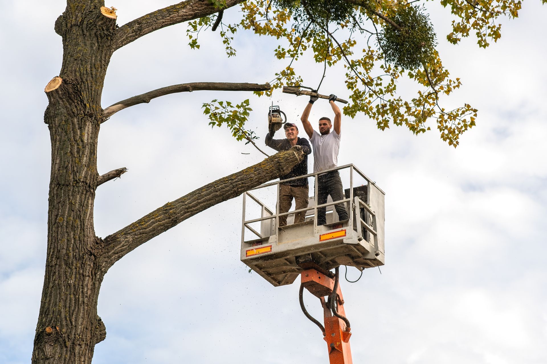 Two workers in a bucket truck lift use a chainsaw and tools to trim branches from a large tree against a cloudy sky.