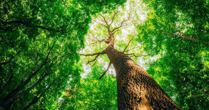Low-angle view looking up at a tall tree trunk, surrounded by a lush green forest canopy against a bright sky.