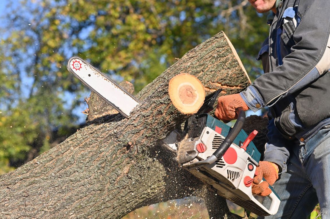 A person wearing gloves uses a chainsaw to cut a section off a fallen tree trunk outdoors.