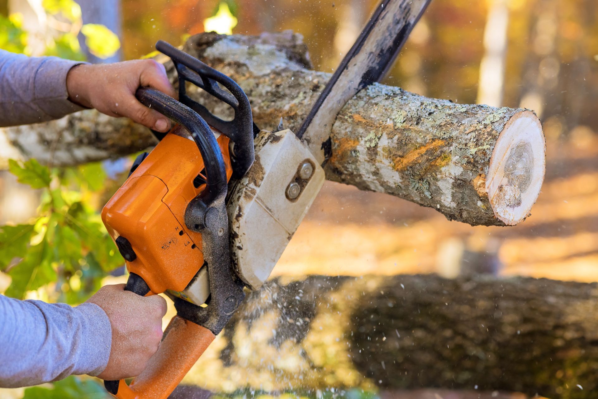 A person holds an orange and white chainsaw, cutting through a wooden log in a wooded area.