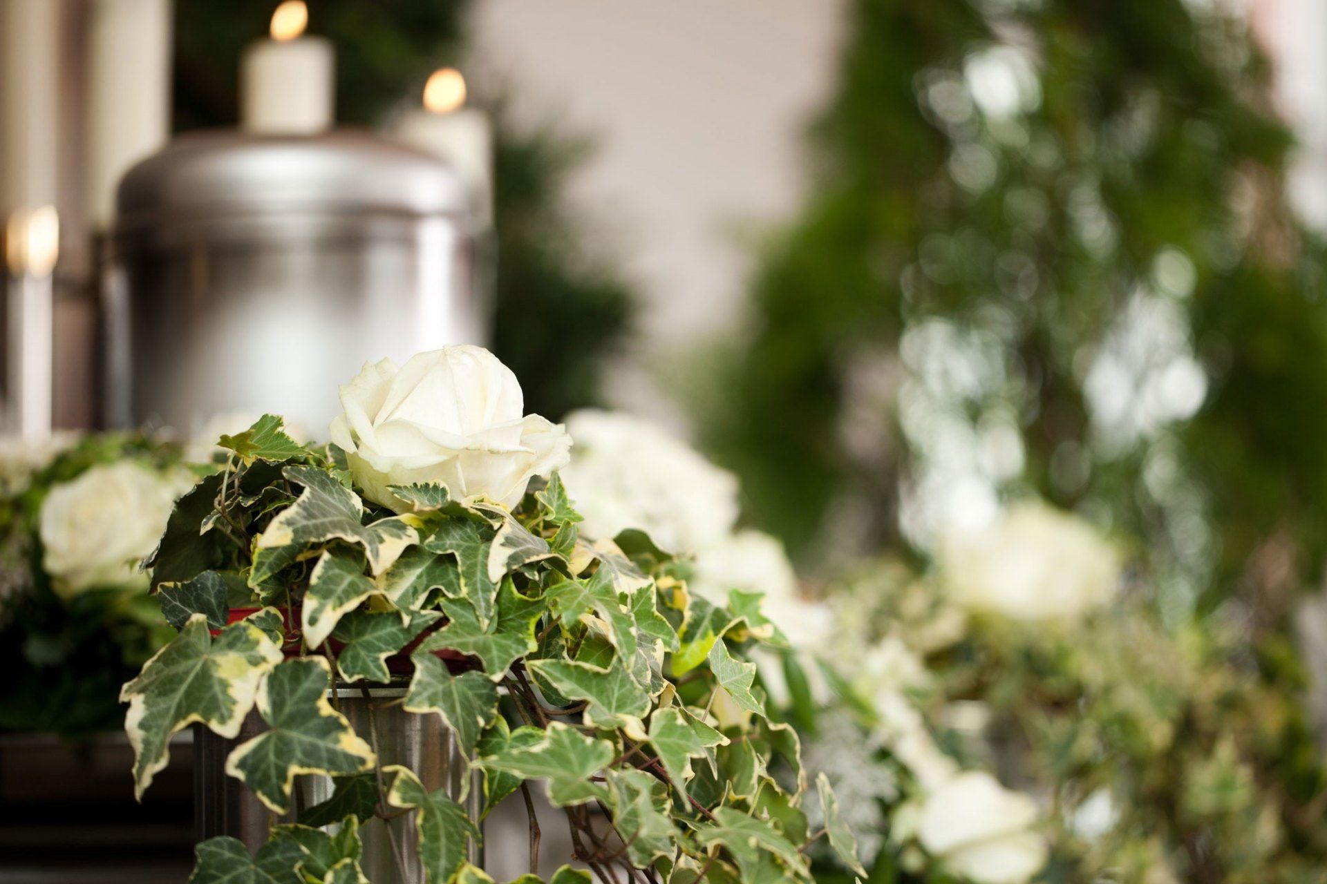 Pre-arrangements — Cremation Urn Behind the Ivy And White Roses in Tempe, AZ