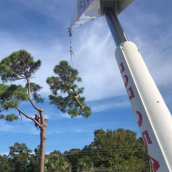 A crane is lifting a tree in the air.