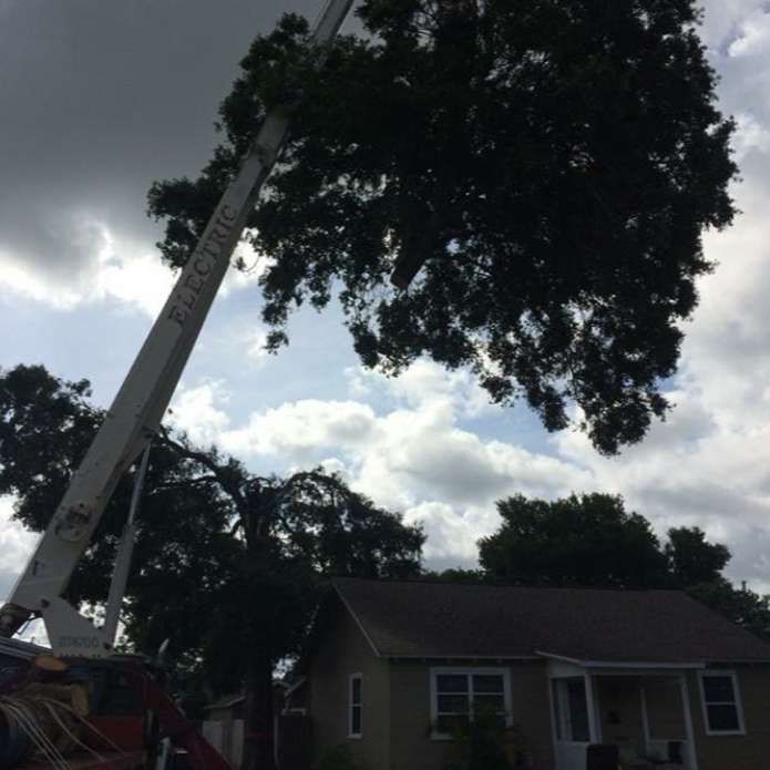 A large tree is being cut down by a crane in front of a house.