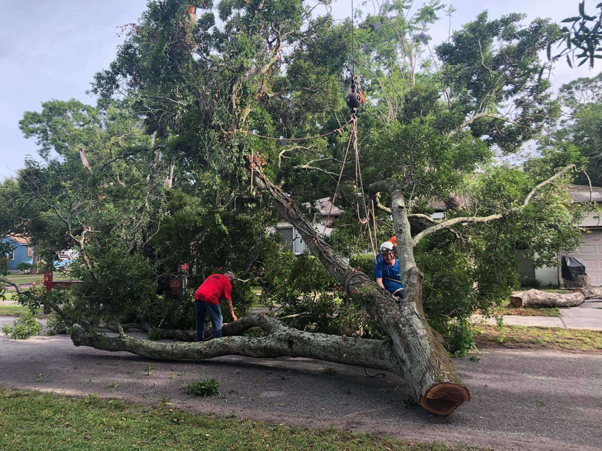 A large tree that has fallen on the side of the road.