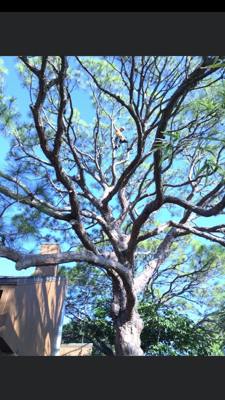 A tree with lots of branches and leaves against a blue sky