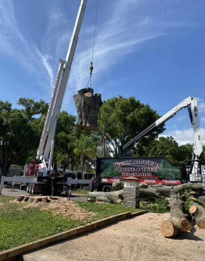 A large tree stump is being lifted by a crane.