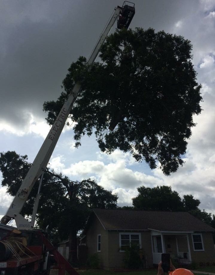 A crane is cutting a tree in front of a house.