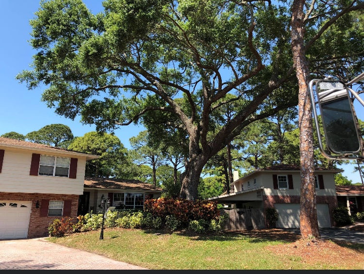 A house with a large tree in front of it