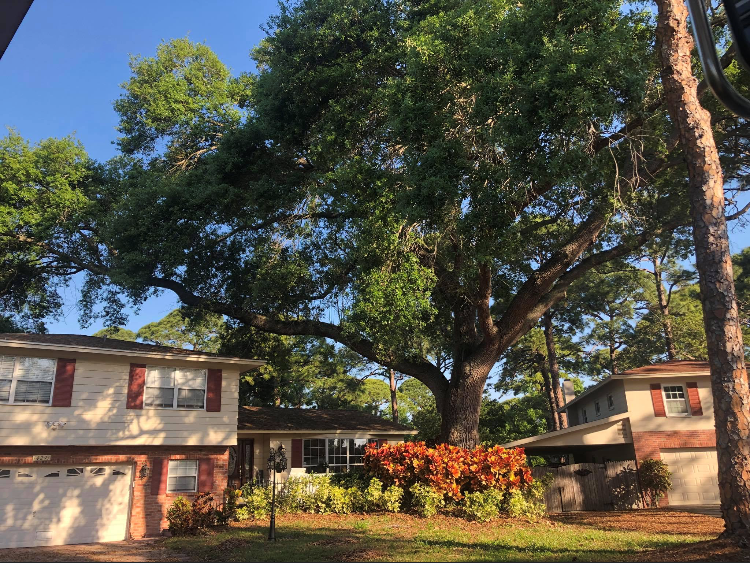 A house with a large tree in front of it