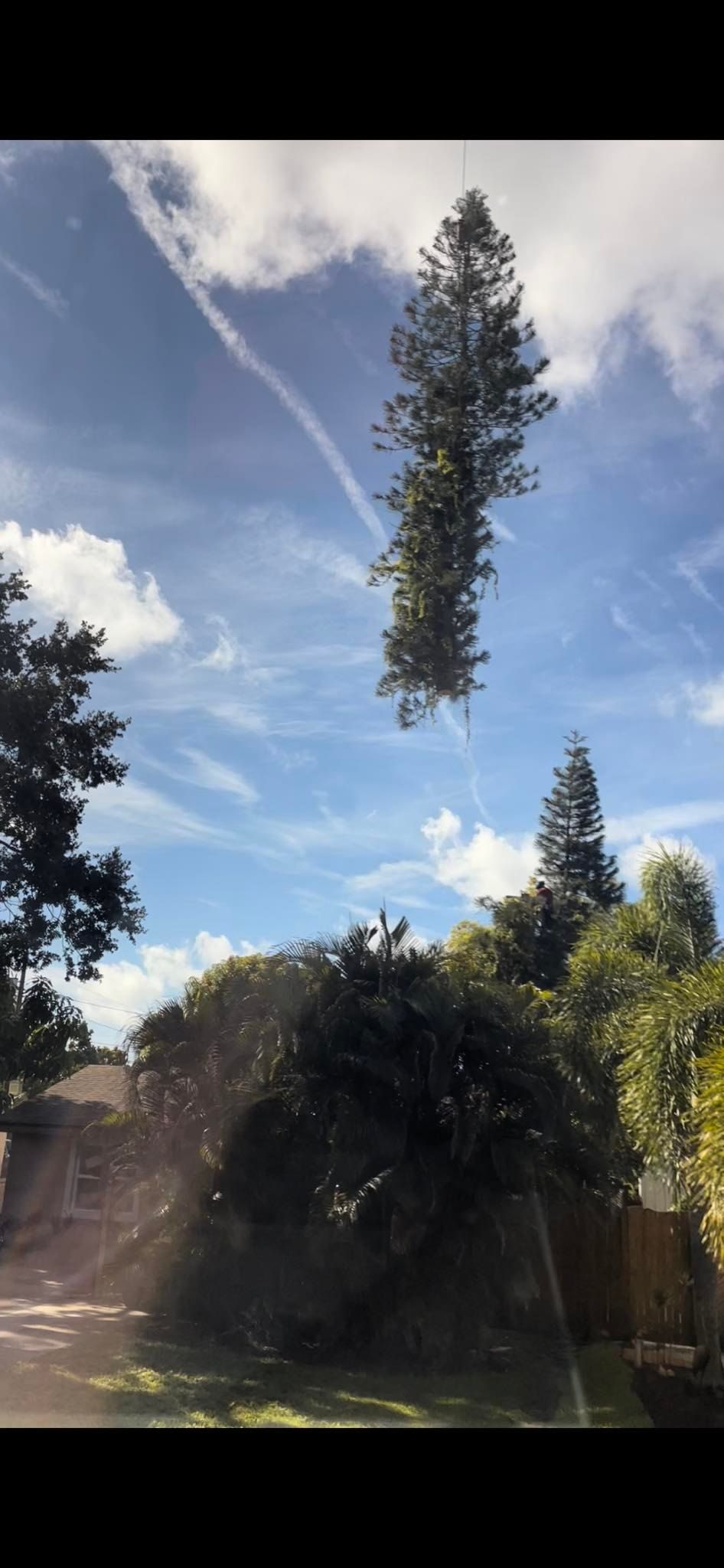 A tree is floating in the air in front of a blue sky.